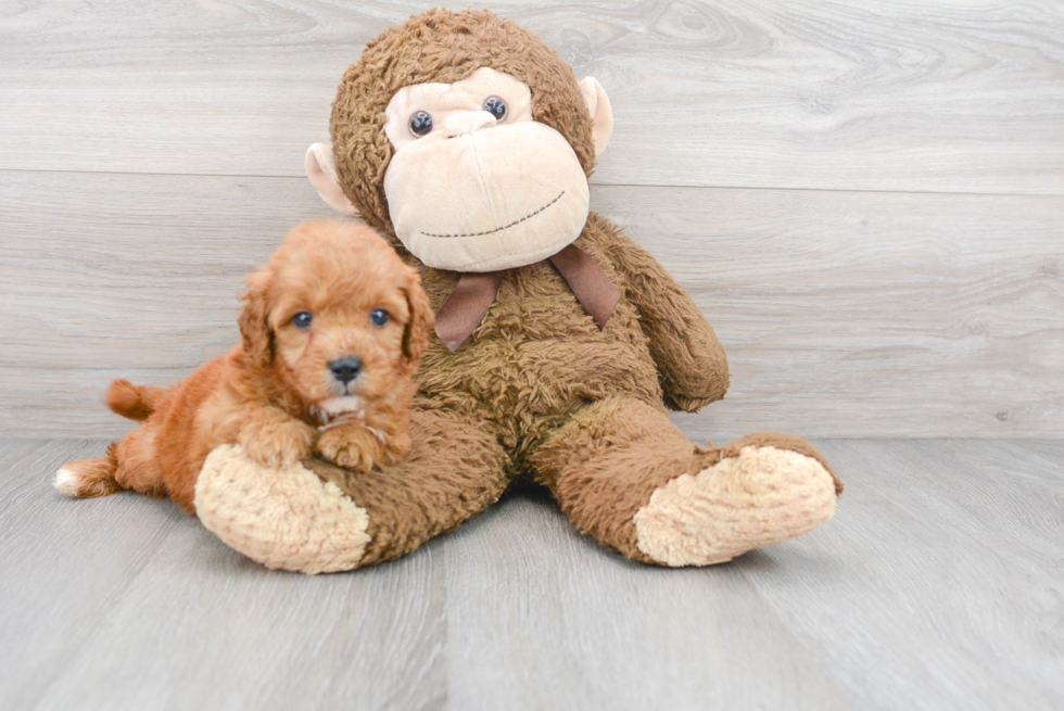 Meet Barrett - our Mini Goldendoodle Puppy Photo 1/3 - Premier Pups