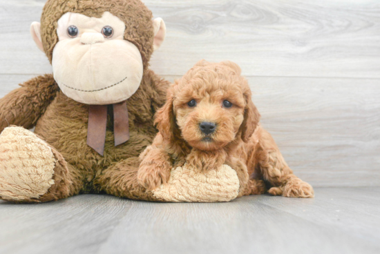 Best Mini Goldendoodle Baby