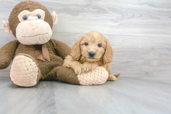 Best Mini Goldendoodle Baby