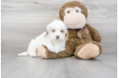 Meet Basha - our Mini Goldendoodle Puppy Photo 2/3 - Premier Pups