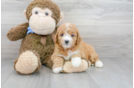 Meet Basha - our Mini Goldendoodle Puppy Photo 2/3 - Premier Pups