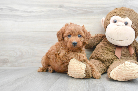 Mini Goldendoodle Puppy for Adoption