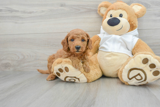 Friendly Mini Goldendoodle Baby