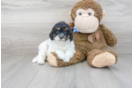 Meet Basil - our Mini Goldendoodle Puppy Photo 1/3 - Premier Pups