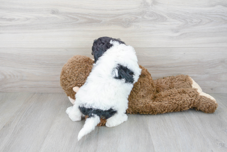 Meet Basil - our Mini Goldendoodle Puppy Photo 3/3 - Premier Pups