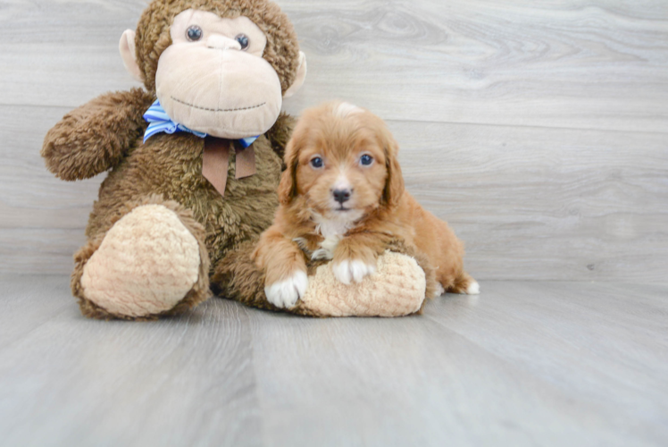 Meet Basil - our Mini Goldendoodle Puppy Photo 2/3 - Premier Pups