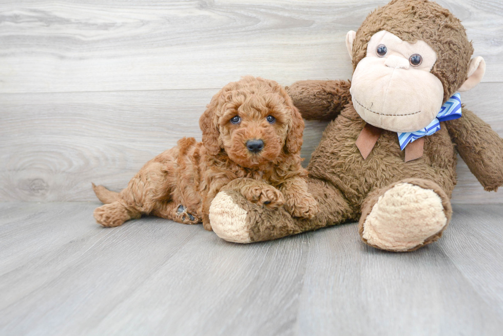 Meet Basil - our Mini Goldendoodle Puppy Photo 2/3 - Premier Pups