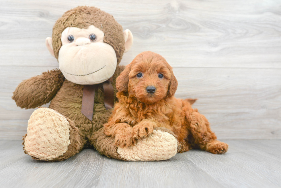 Friendly Mini Goldendoodle Baby