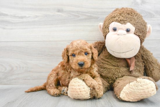 Mini Goldendoodle Puppy for Adoption