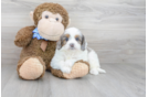 Meet Baxter - our Mini Goldendoodle Puppy Photo 1/3 - Premier Pups