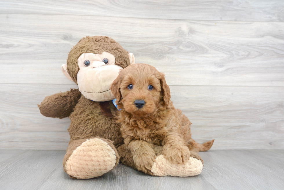 Meet Baxter - our Mini Goldendoodle Puppy Photo 1/3 - Premier Pups