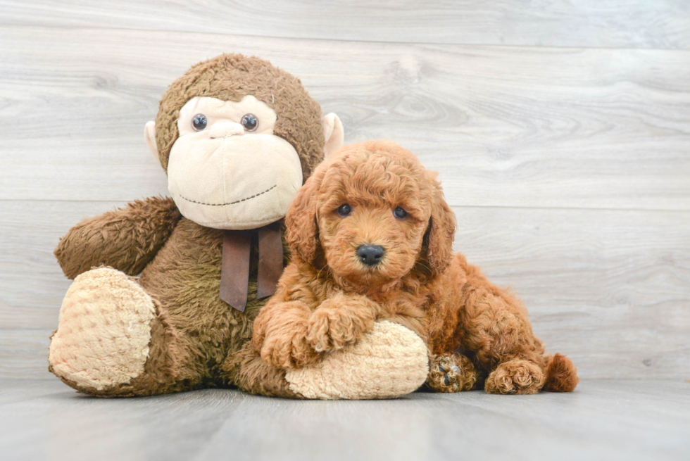 Friendly Mini Goldendoodle Baby