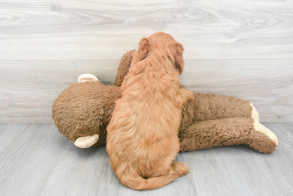 Meet Baxter - our Mini Goldendoodle Puppy Photo 3/3 - Premier Pups