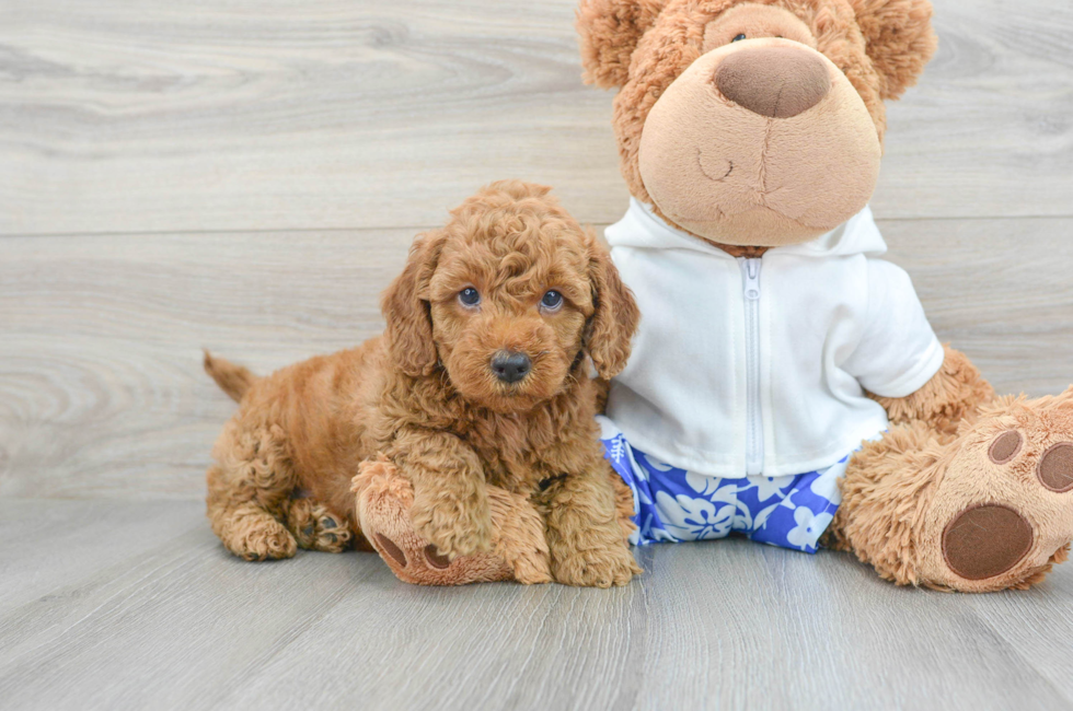 5 week old Mini Goldendoodle Puppy For Sale - Premier Pups