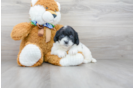 Meet Baylor - our Mini Goldendoodle Puppy Photo 2/3 - Premier Pups