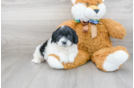 Meet Baylor - our Mini Goldendoodle Puppy Photo 1/3 - Premier Pups