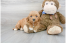 Meet Baylor - our Mini Goldendoodle Puppy Photo 2/3 - Premier Pups