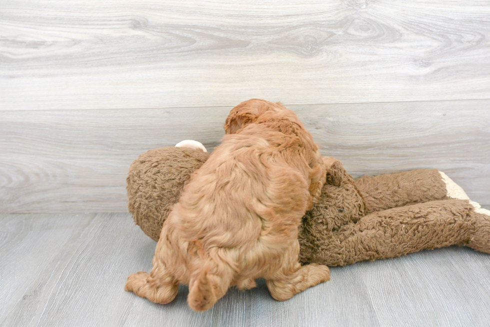 Meet Baylor - our Mini Goldendoodle Puppy Photo 3/3 - Premier Pups