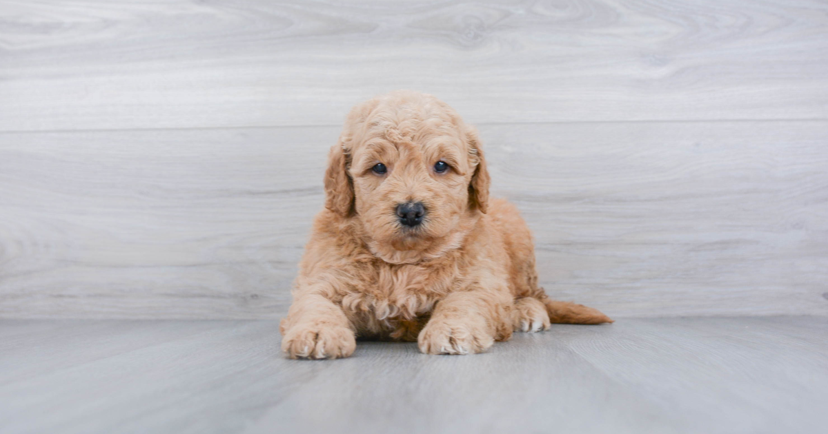 The Miniature Goldendoodle - Your Guide To This Awesome Dog – Innovet Pet