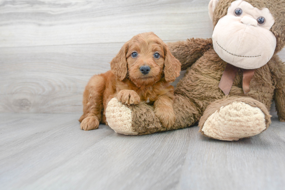 Meet Beethoven - our Mini Goldendoodle Puppy Photo 2/3 - Premier Pups