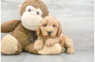 Meet Beethoven - our Mini Goldendoodle Puppy Photo 1/3 - Premier Pups
