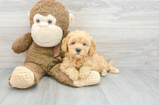 Small Mini Goldendoodle Baby