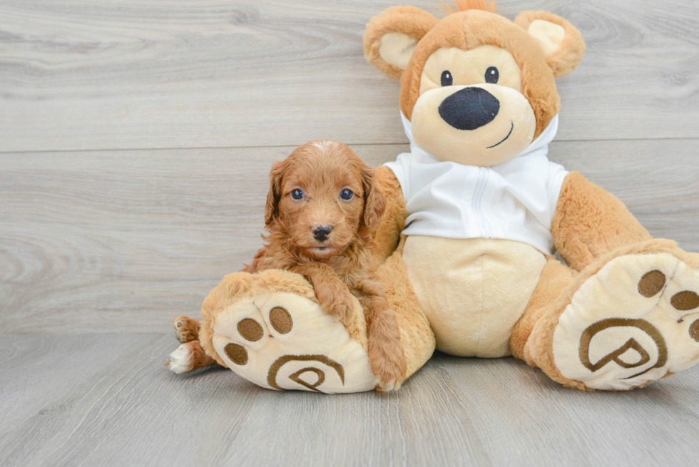 Energetic Mini Goldendoodle Belle: 4lb 9oz Doodle Puppy