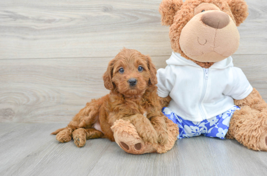 Mini Goldendoodle Puppy for Adoption