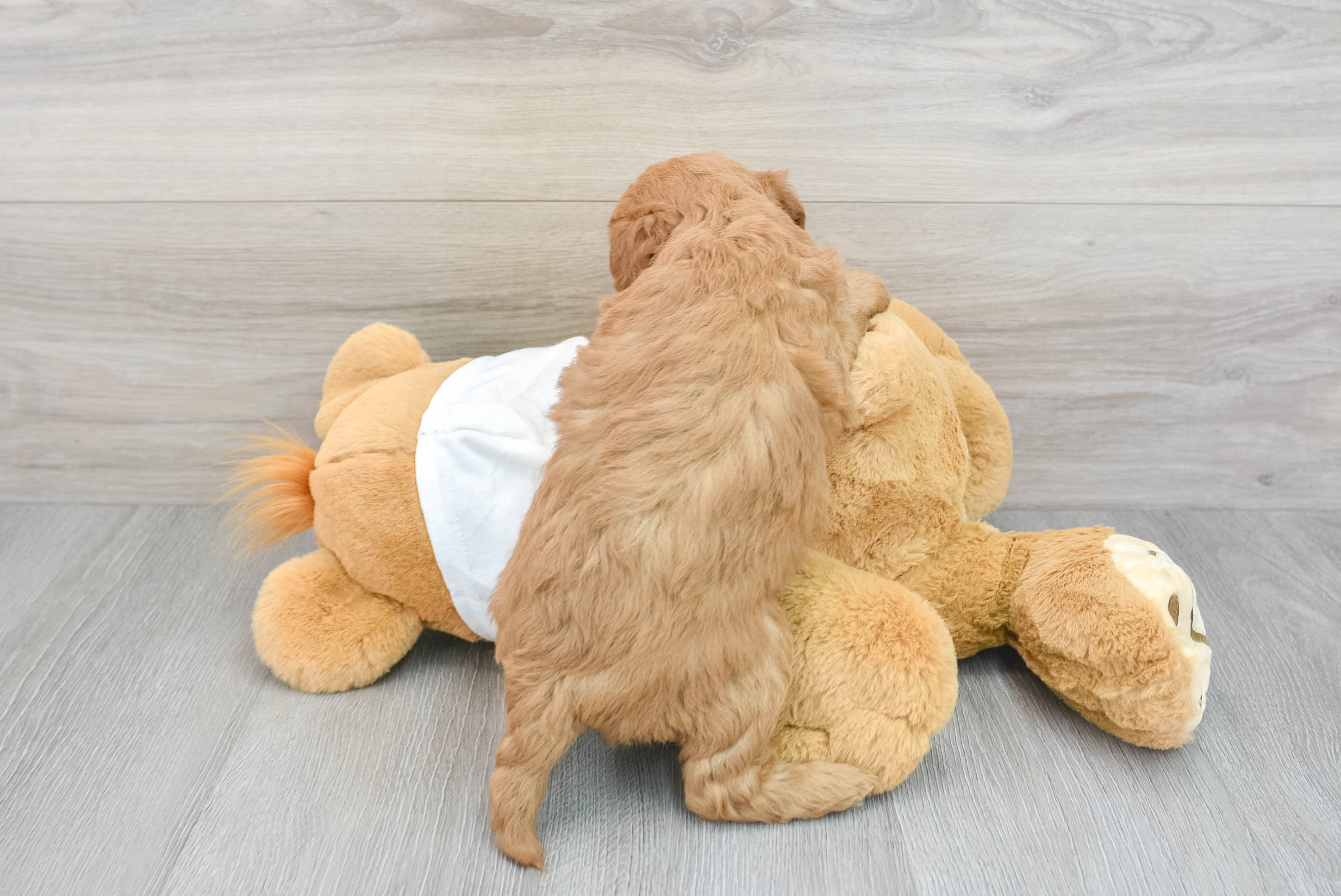 Golden retriever teddy bear hot sale mix