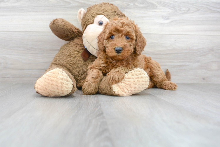 Meet Belle - our Mini Goldendoodle Puppy Photo 1/3 - Premier Pups