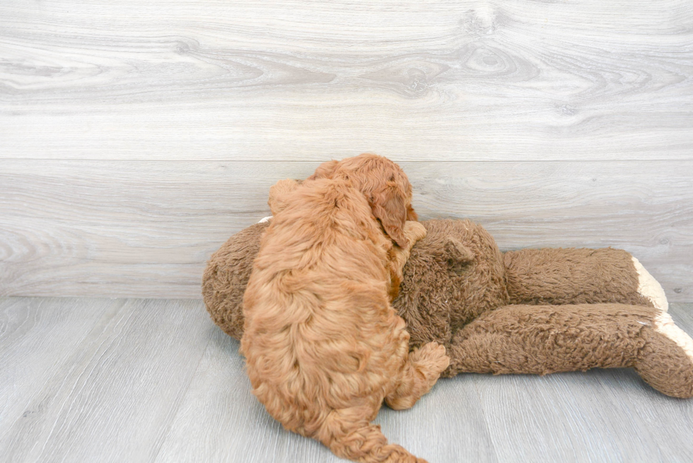 Meet Belle - our Mini Goldendoodle Puppy Photo 3/3 - Premier Pups