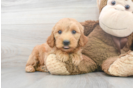 Meet Belle - our Mini Goldendoodle Puppy Photo 2/3 - Premier Pups