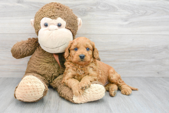 Best Mini Goldendoodle Baby