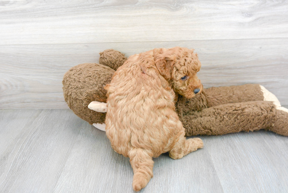 Meet Bentley - our Mini Goldendoodle Puppy Photo 3/3 - Premier Pups