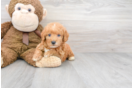 Meet Bentley - our Mini Goldendoodle Puppy Photo 1/3 - Premier Pups
