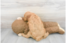 Meet Bentley - our Mini Goldendoodle Puppy Photo 3/3 - Premier Pups