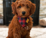 Mini Goldendoodle Puppies For Sale Premier Pups