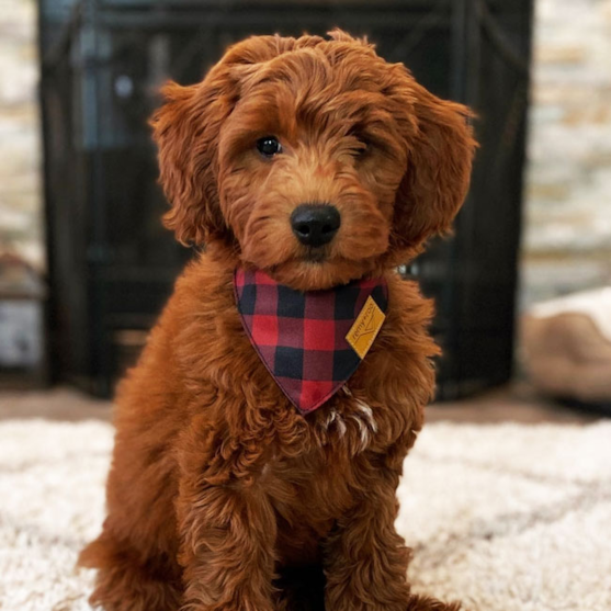 Red Mini Goldendoodle sitting on the carpet