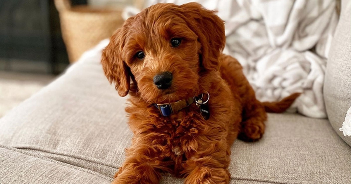 chocolate mini goldendoodle