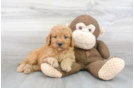 Meet Carson - our Mini Goldendoodle Puppy Photo 2/3 - Premier Pups