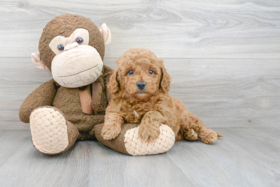 Energetic Golden Retriever Poodle Mix Puppy