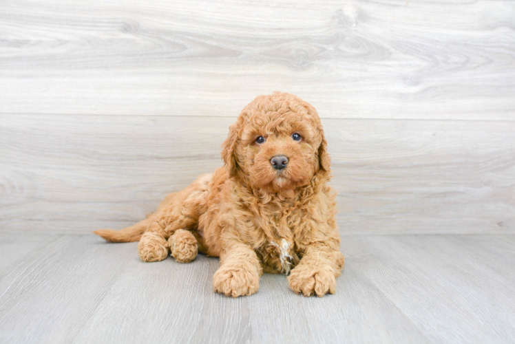 Meet Carson - our Mini Goldendoodle Puppy Photo 1/3 - Premier Pups