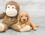 7 week old Mini Goldendoodle Puppy For Sale - Premier Pups
