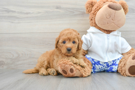 Best Mini Goldendoodle Baby