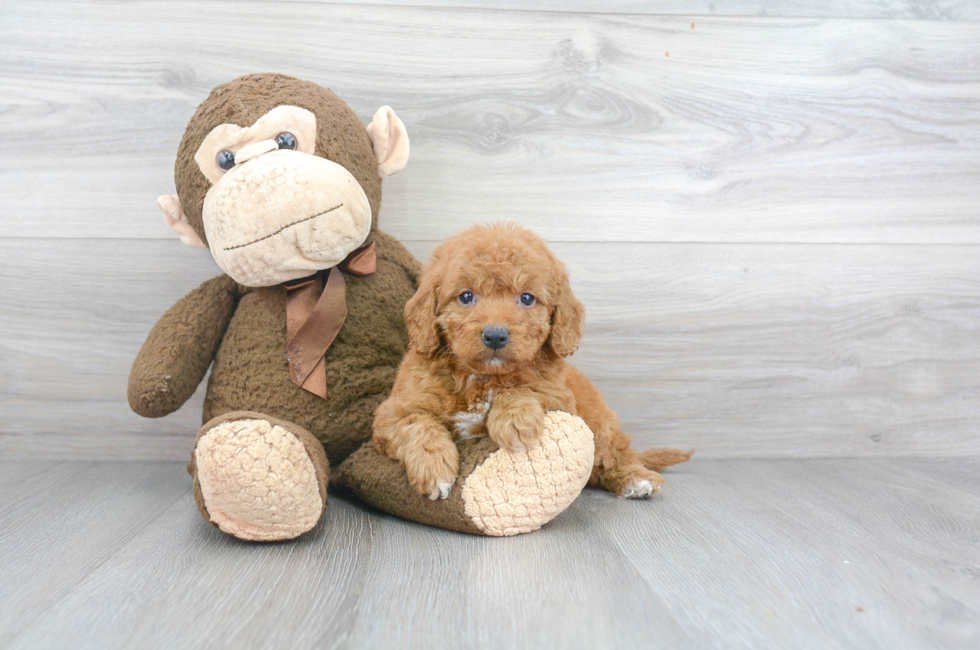 Mini Goldendoodle Puppies for Sale | Premier Pups located ...