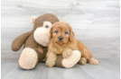 Meet Cayenne - our Mini Goldendoodle Puppy Photo 2/3 - Premier Pups