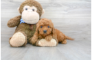 Meet Cayenne - our Mini Goldendoodle Puppy Photo 1/3 - Premier Pups