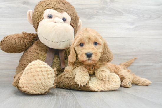 Mini Goldendoodle Puppy for Adoption