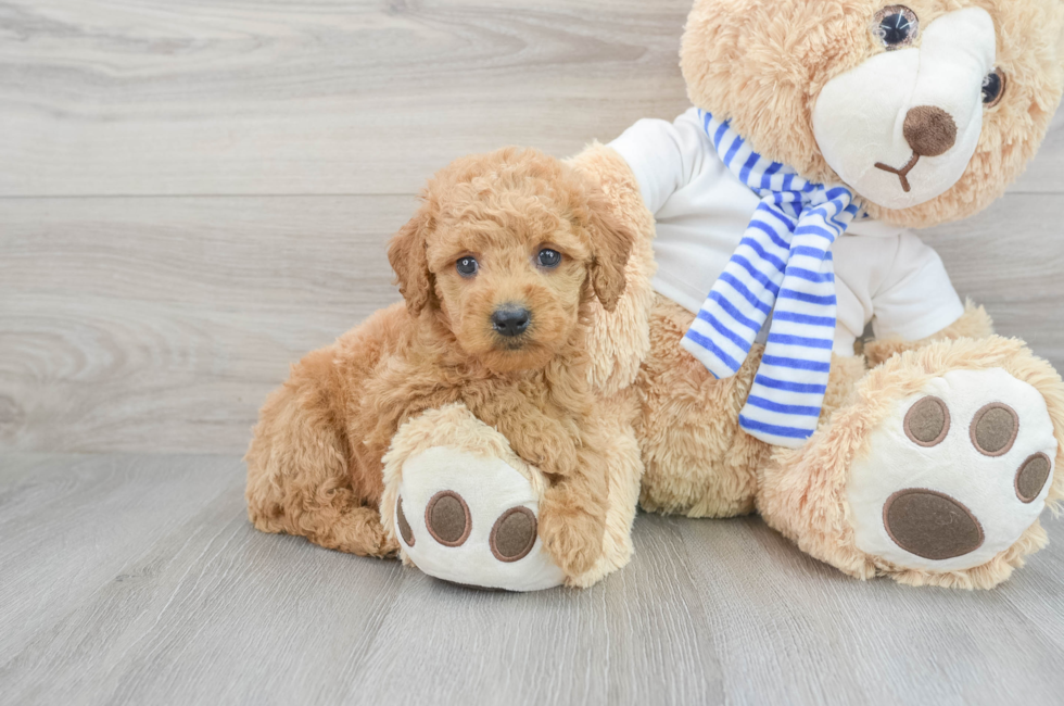 5 week old Mini Goldendoodle Puppy For Sale - Premier Pups
