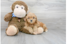 Meet Chanel - our Mini Goldendoodle Puppy Photo 2/3 - Premier Pups